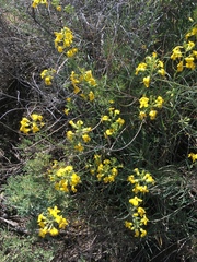 Erysimum capitatum lompocense