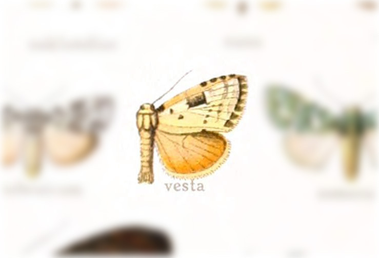 Leuconycta vesta