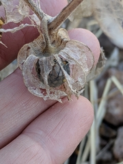 Physalis hederifolia