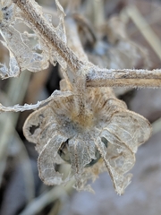 Physalis hederifolia
