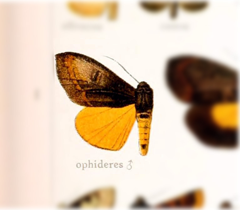 Darceta ophideres
