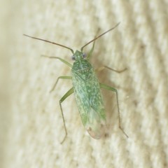 Orthotylinae