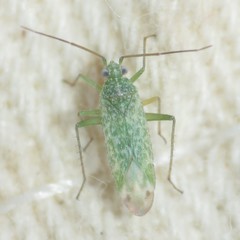 Orthotylinae