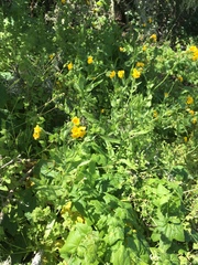 Amsinckia spectabilis