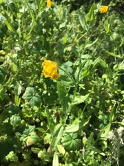 Amsinckia spectabilis