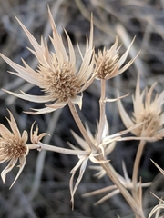 Eryngium heterophyllum