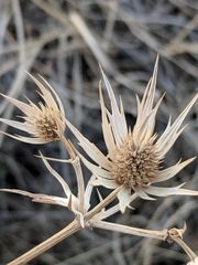 Eryngium heterophyllum