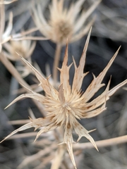 Eryngium heterophyllum