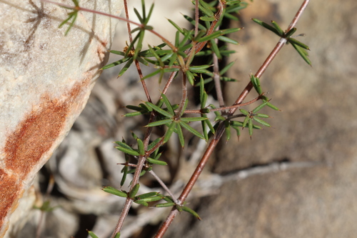 Image of Acacia simulans by (c) Greg Tasney, some rights reserved (CC BY-SA)