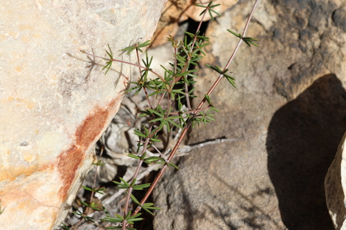 Image of Acacia simulans by (c) Greg Tasney, some rights reserved (CC BY-SA)