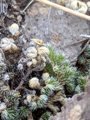 Selaginella peruviana