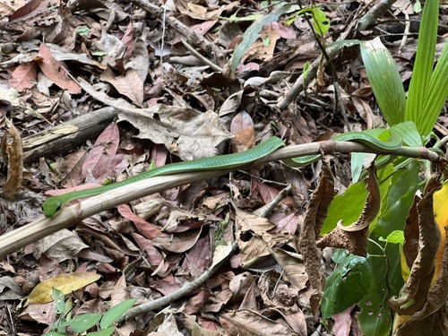 Emerald Snake