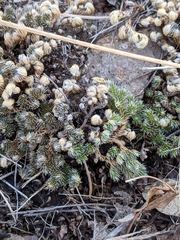 Selaginella peruviana