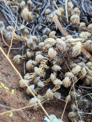 Selaginella peruviana