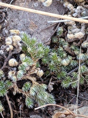 Selaginella peruviana