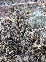 Selaginella peruviana