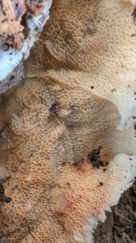 Merulius tremellosus