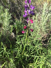 Lupinus truncatus