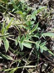 Phacelia egena