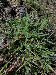 Phacelia egena