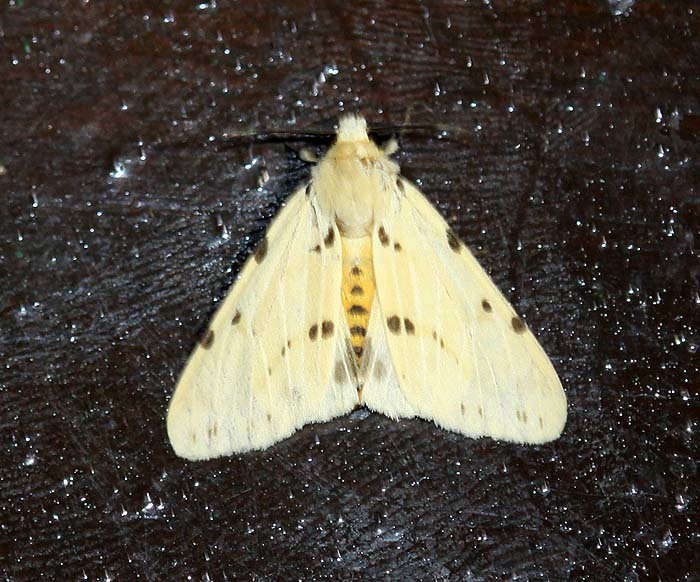 Spilosoma hosei