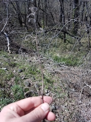 Phacelia egena