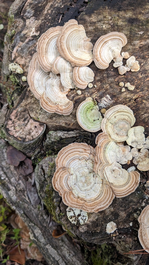 Trametes betulina · October 2023 · photo: © atsushi_nakajima_cirque (iNaturalist, cc-by)