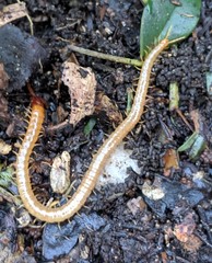 Dicellophilus limatus