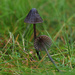 Mycena galopus - Photo (c) Max Mudie, algunos derechos reservados (CC BY-NC), subido por Max Mudie