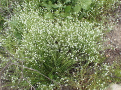 Cryptantha clevelandii