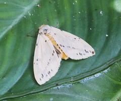 Spilosoma ummera