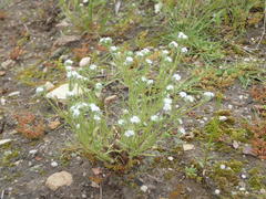 Cryptantha clevelandii