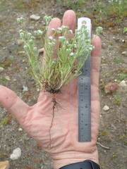 Cryptantha clevelandii