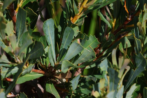 Image of Banksia oreophila by (c) Greg Tasney, some rights reserved (CC BY-SA)