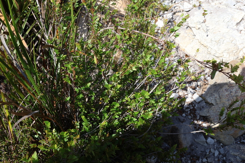 Image of Bossiaea dentata by (c) Greg Tasney, some rights reserved (CC BY-SA)