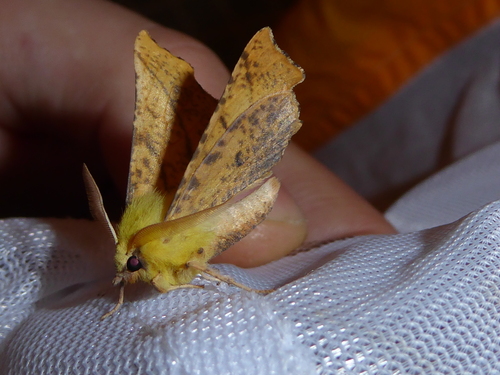 Ennomos alniaria