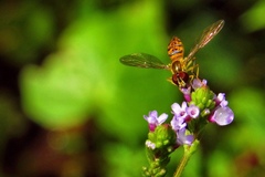 Toxomerus sylvaticus