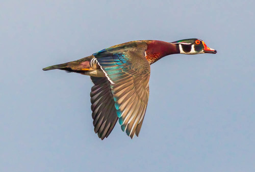 Canard carolin
