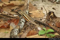 Sceloporus teapensis