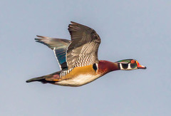 Wood Duck photo 3