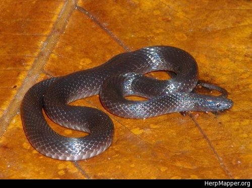 Culebra minera aquillada (Retiles de tlaxcala) · iNaturalist