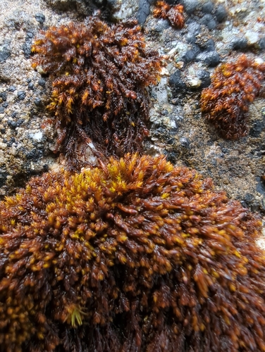 Andreaea mutabilis