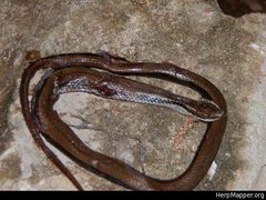 Coniophanes imperialis