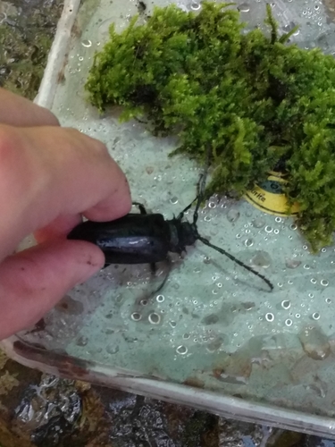 Prionomma javanum