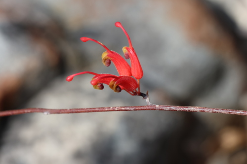 Grevillea nudiflora, photograph 4