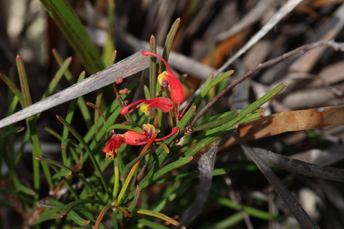 Grevillea nudiflora, photograph 5