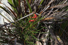 Grevillea nudiflora, photograph (c) Greg Tasney, some rights reserved (CC BY-SA)