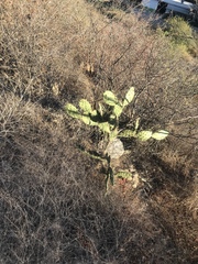 Opuntia rileyi