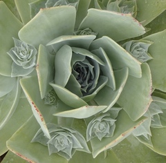 Dudleya pulverulenta