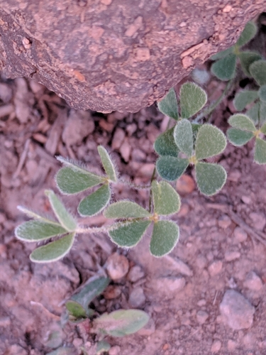 Chihuahuan waterclover (Marsilea mollis)